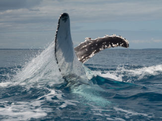Australie - Lekker spetteren