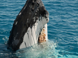 Australie - Boven water gluren