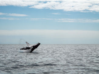Australie - Grote sprong uit het water