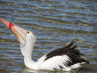 Australie - Deze pelikaan heeft een lekker hapje gekregen