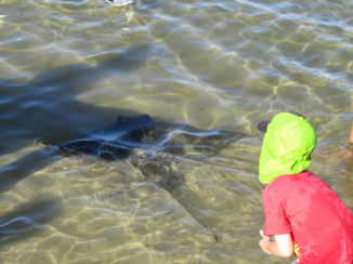 Australie - Waar zwemt de stayray?