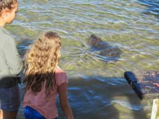 Australie - Wij durven deze samen wel te aaien
