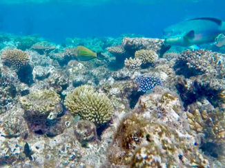 Australie - Finding Nemo and Dory