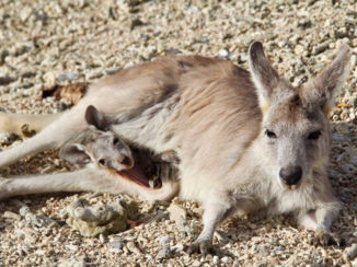 Australie - When you find Skippy and Skippy Jr.