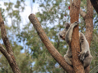 Australie - "I'ts so fluffy I'm gonna die!"
