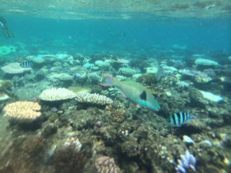 Australie - GBR