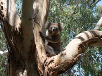 Australie - Koala