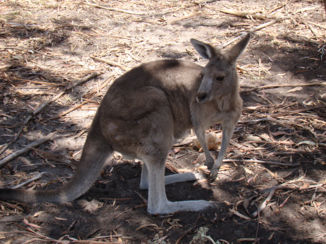 Australie - Kangoeroe