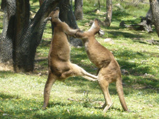 Australie - K-1 fighting