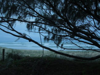 Australie - Wc op fraser