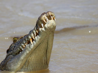 Australie - Zouwater krokodil op de Adelaide River.