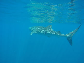 Australie - Walvishaai @ Ningaloo Reef