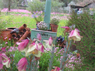 Australie - Wildfower show in Kings park Perth