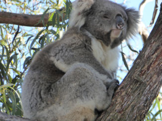 Australie - Raymond Island