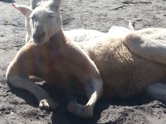 Australie - Need I say more....