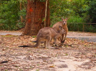 Australie - Honeymoon Bay