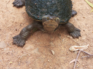 Australie - Turtele in Billabong Sanctuary
