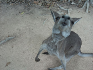 Australie - Wallaby ook in Billabong Sanctuary