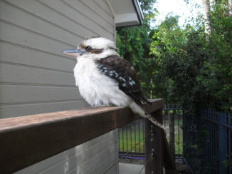 Australie - Geen idee wat voor vogel dit is.