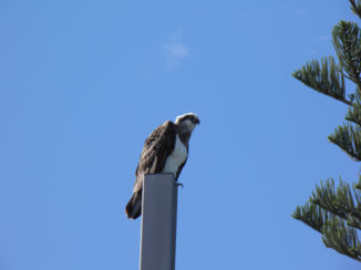 Australie - Waar is de vis