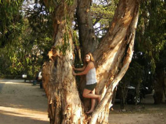Australie - paperbark tree