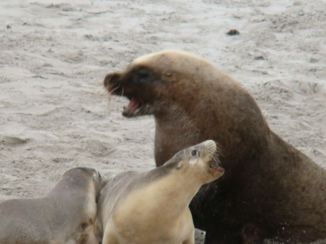 Australie - Kom niet dichter bij want deze zijn van mij.