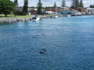 Australie - Dolfijnen in de Baaij van Forster/ Tuncurry