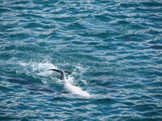 Australie - Dolfijn op z'n rug