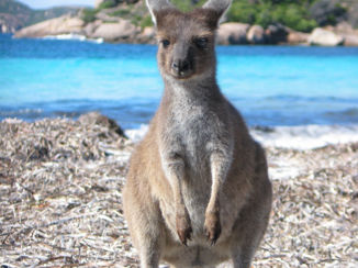 Australie - Kangaroos in every crack and corner ;-)
