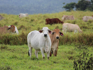 Queensland - Koeien