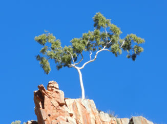 Australie - Gum tree