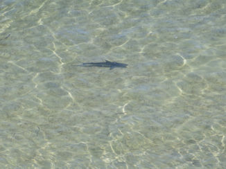 Shark Bay - Daar zwemt een haai!