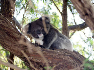 Australie - Koala