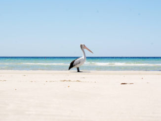 Australie - Pelican