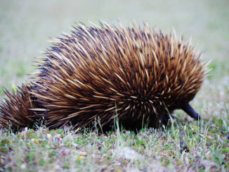 Australie - Echidna