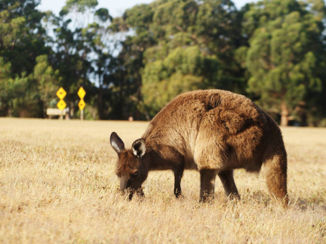 Australie - Kangaroo