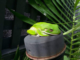 Cairns - Tree frog