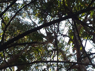 Australie - Koala in noosa
