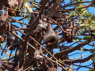 Australie - Flying Foxes