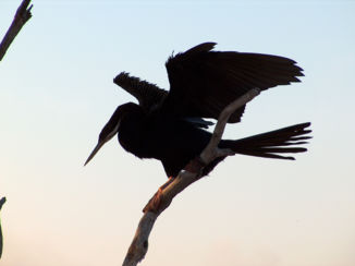 Australie - Wildlife Yellow River