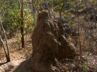 Australie - Termieten hopen, dit is een kleintje