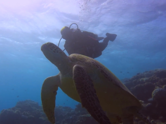 Australie - Ontmoeting met een schildpad