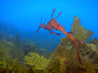 Australie - Seadragon tussen het kelp