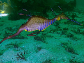 Australie - Seadragon
