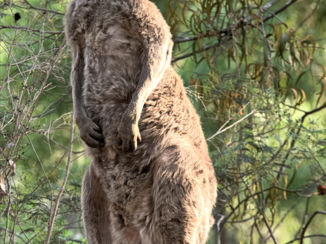 Australie - uit de kluiten gewassen baas ...