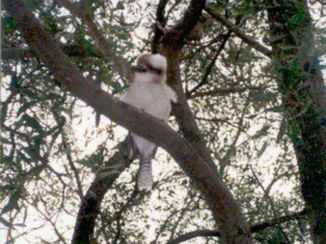 Australie - Kuukaburra