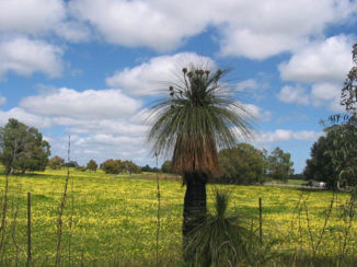 Western Australia - Grass tree (black boy)