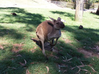 South Australia - Gorge Wildlife Park