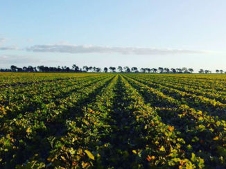 Australie - Meloenenvelden in Queensland