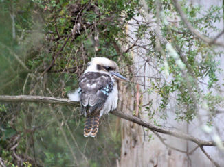 Canberra - laughing kookaburra - botanical gardens